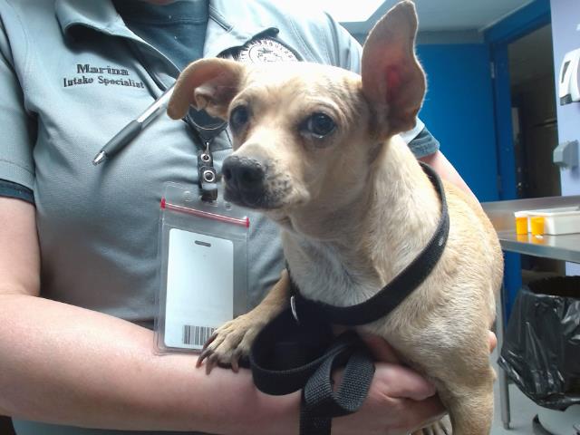 adoptable Dog in Albuquerque, NM named CHISKA