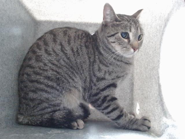 adoptable Cat in Albuquerque, NM named SAKU