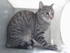 adoptable Cat in , NM named SAKU