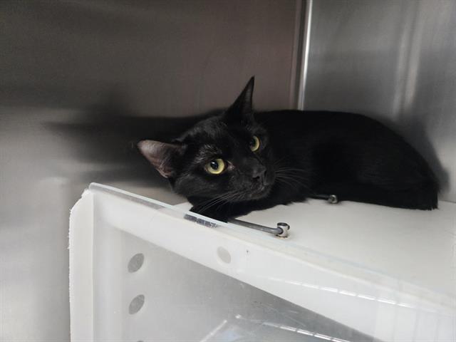 adoptable Cat in Albuquerque, NM named ATHENA