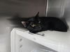 adoptable Cat in , NM named ATHENA