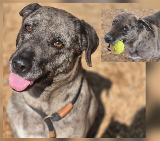 adoptable Dog in Albuquerque, NM named PEPPER