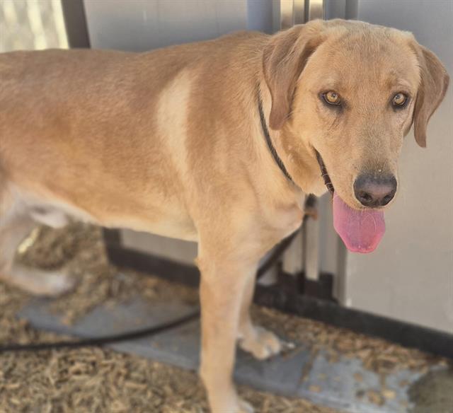 adoptable Dog in Albuquerque, NM named CHARLIE