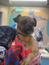 adoptable Dog in  named BANANA