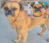 adoptable Dog in , NM named BANANA