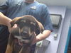 adoptable Dog in  named MARVIN