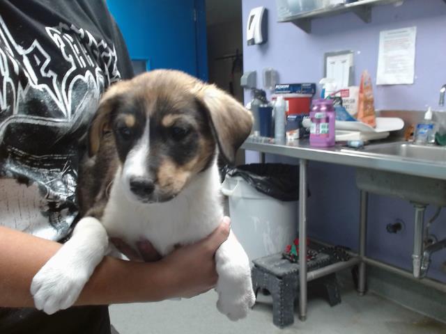 adoptable Dog in Albuquerque, NM named OHANNA