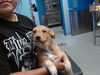 adoptable Dog in  named ADMINA