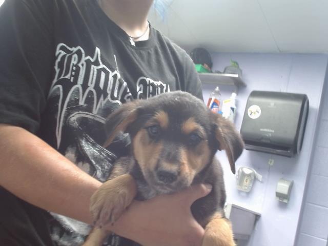 adoptable Dog in Albuquerque, NM named ADIE