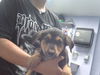 adoptable Dog in  named ADIE