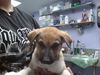 adoptable Dog in  named NAVON
