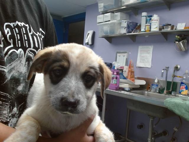 adoptable Dog in Albuquerque, NM named MATHERSON