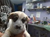 adoptable Dog in  named MATHERSON