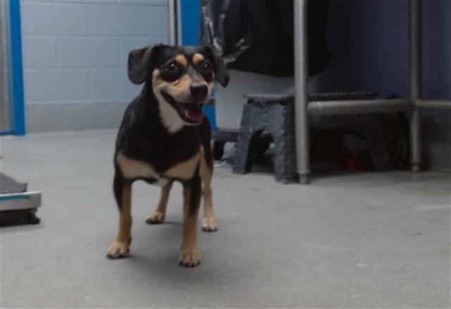 adoptable Dog in Albuquerque, NM named MANGO