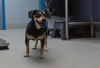 adoptable Dog in  named MANGO