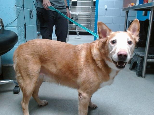 adoptable Dog in Albuquerque, NM named QUIGLEY