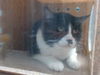 adoptable Cat in ,  named MR.KING