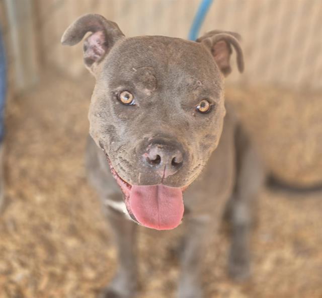 adoptable Dog in Albuquerque, NM named TRINKET