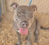 adoptable Dog in ,  named TRINKET