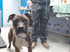 adoptable Dog in ,  named SASHA