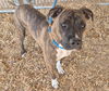 adoptable Dog in , NM named SASHA