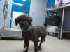 adoptable Dog in  named TOBY