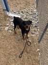 adoptable Dog in  named ANUBIS