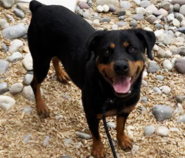 adoptable Dog in Albuquerque, NM named ANUBIS