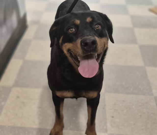 adoptable Dog in Albuquerque, NM named ANUBIS