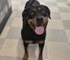 adoptable Dog in , NM named ANUBIS