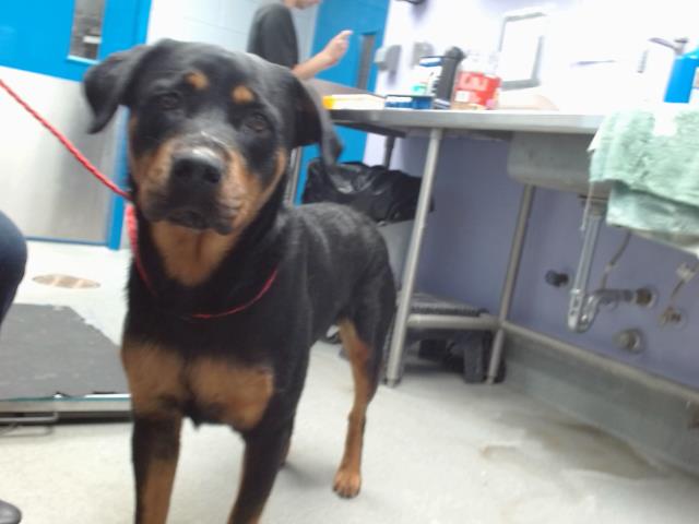 adoptable Dog in Albuquerque, NM named CHOP