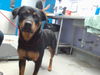 adoptable Dog in  named CHOP