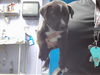 adoptable Dog in  named SHADOW