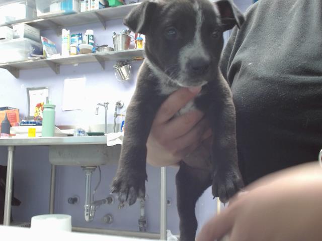 adoptable Dog in Albuquerque, NM named MINT