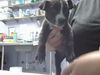 adoptable Dog in  named MINT
