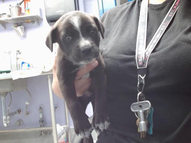adoptable Dog in Albuquerque, NM named SCAR