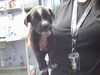adoptable Dog in  named SCAR