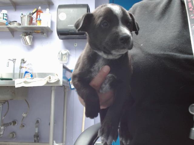 adoptable Dog in Albuquerque, NM named RILEY