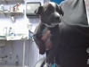 adoptable Dog in  named RILEY