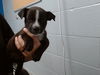adoptable Dog in  named RASCLE
