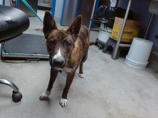 adoptable Dog in Albuquerque, NM named GRETEL
