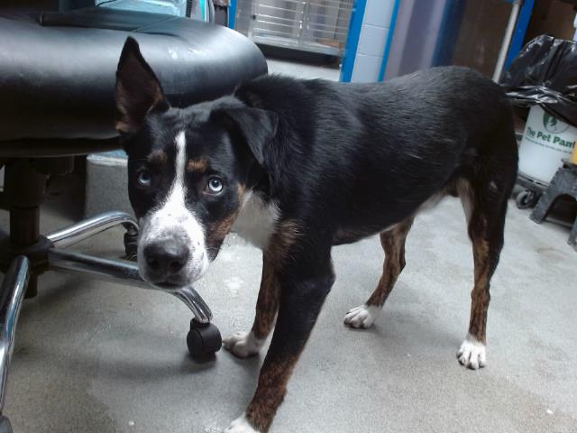 adoptable Dog in Albuquerque, NM named HANSEL