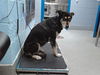 adoptable Dog in  named MANUELA