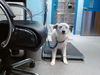 adoptable Dog in  named VINA