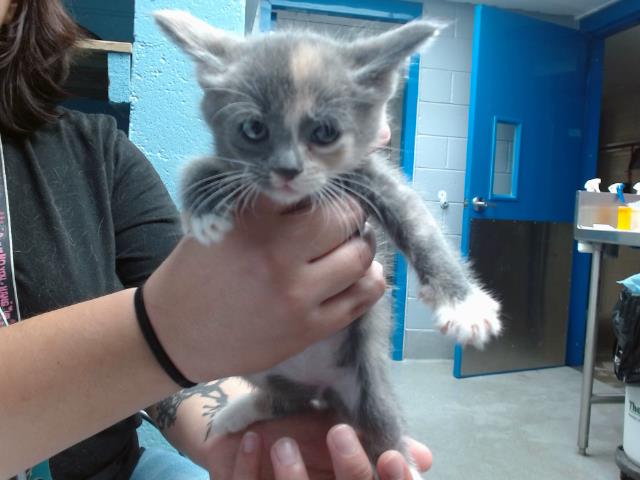 adoptable Cat in Albuquerque, NM named RAVEN