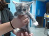 adoptable Cat in  named RAVEN