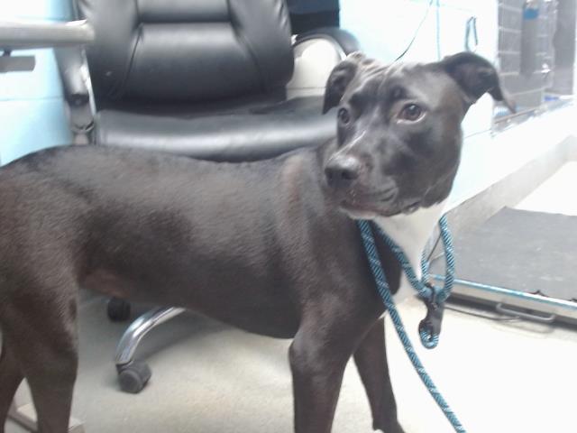 adoptable Dog in Albuquerque, NM named CALISTO