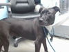 adoptable Dog in  named CALISTO