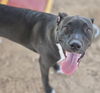 adoptable Dog in , NM named CALISTO