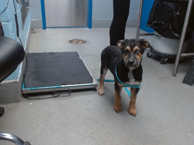 adoptable Dog in Albuquerque, NM named MAVERICK